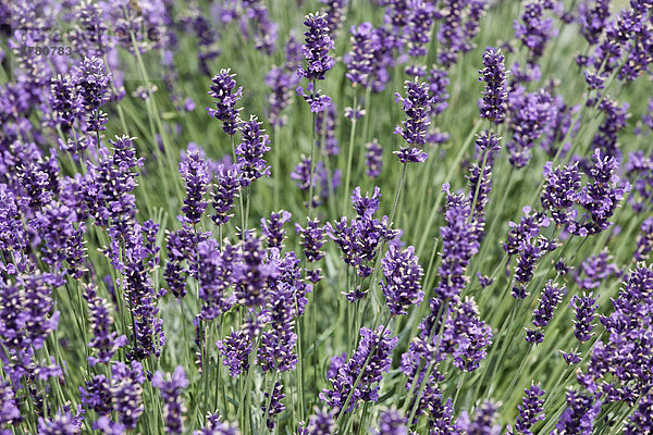 Lavendel (Lavandula) in einem Park  Würzburg  Bayern  Deutschland