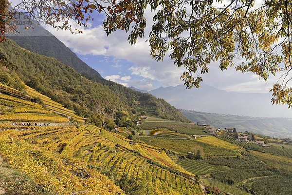 Algunder Waalweg inmitten der herbstlich gefärbten Weinberge  bei Meran  Südtirol  Italien