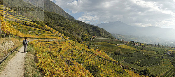 Algunder Waalweg inmitten der herbstlich gefärbten Weinberge  bei Meran  Südtirol  Italien