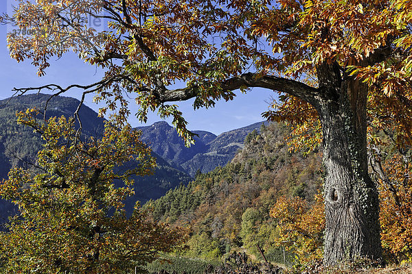 Rosskastanienbaum  Südtirol  Italien