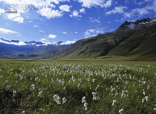 Wollgras (Eriophorum) und Berge des Alftarfjörthur  Stykkisholmur  Island