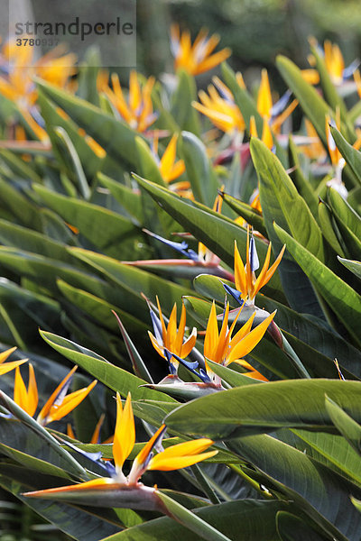 Paradiesvogelblume (Strelitzia reginae) botanischer Garten (Jardim Botanico)  Funchal  Madeira  Portugal