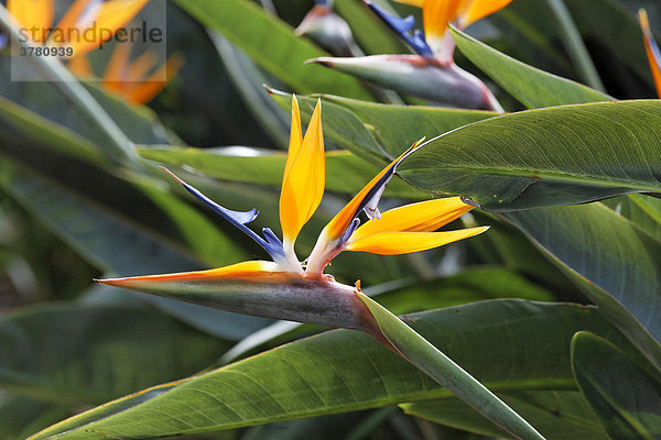 Paradiesvogelblume (Strelitzia reginae) botanischer Garten (Jardim Botanico)  Funchal  Madeira  Portugal