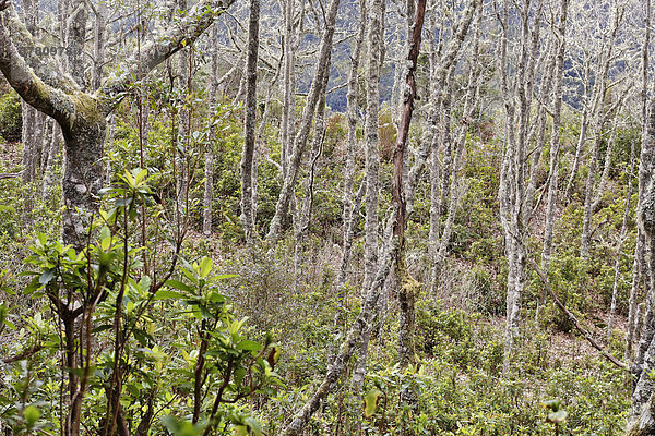Von Moos und Flechten überzogene Bäume  Caldeirao Verde  Madeira  Portugal