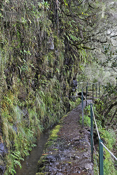 Weg entlang der Levada  Caldeirao Verde  Madeira  Portugal
