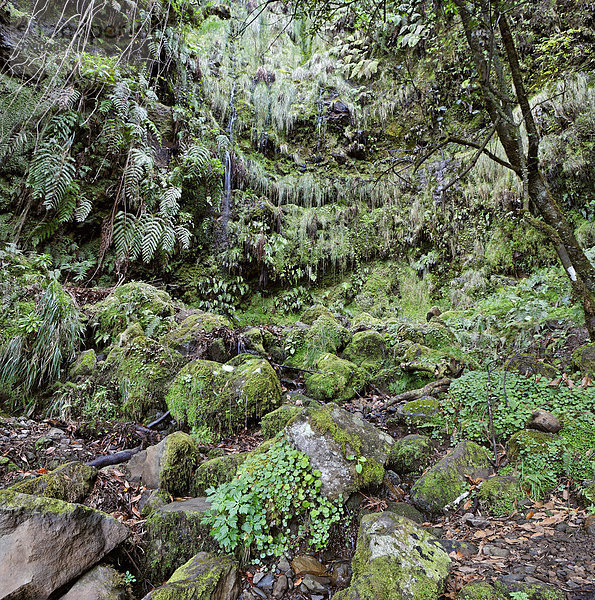 Kleiner Wasserfall entlang der Levada zum  Caldeirao Verde  Madeira  Portugal
