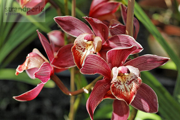Orchidee (Cymbidium)  Funchal  Madeira  Portugal