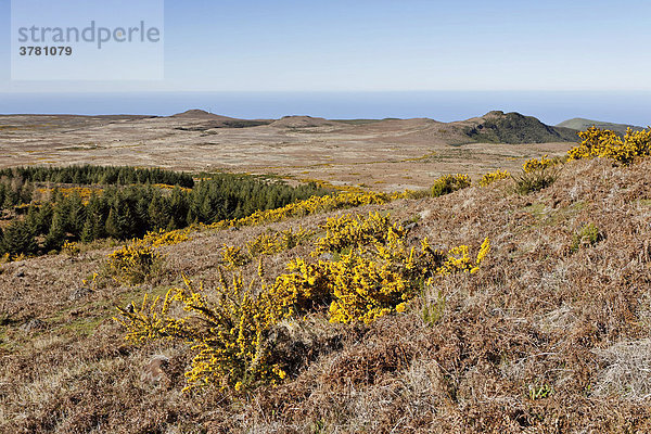 Ginster auf der kargen Hochebene von Paul da Serra  Madeira  Portugal