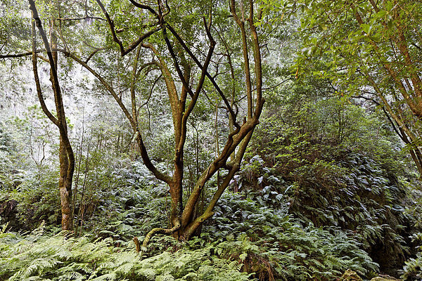 Laurissilva oder Lorbeer oder Laurazeenwald laurel forest (Laurisilva) Levada do Rei (Ribeiro Bonito)  Sao Jorge  Madeira  Portugal