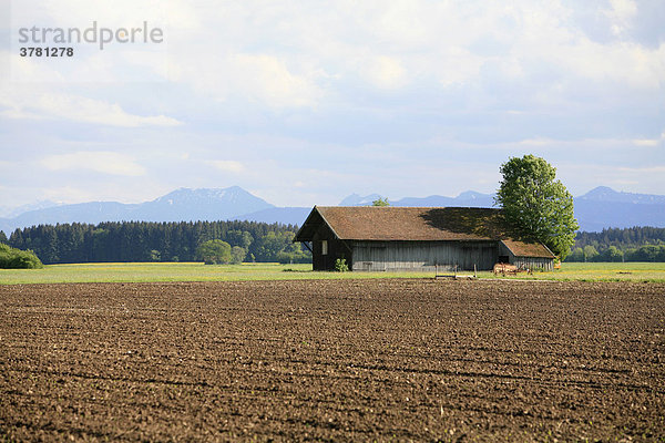 Ackerbau Landwirtschaft mit Blick in die Alpen  Bayern  Deutschland