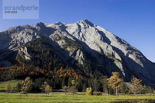 Ahron  Acer spp. Ahrongewächs  Karwendelgebirge  Eng  großer Ahornboden  Tirol Österreich