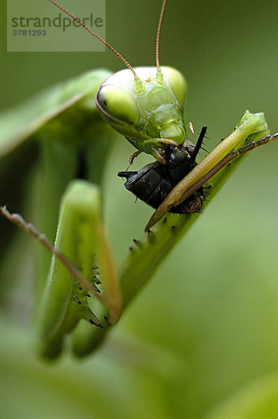 Eine Gottesanbeterin frisst eine Fliege (mantis religiosa)