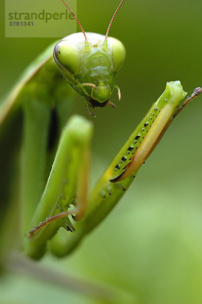 Eine Gottesanbeterin (mantis religiosa)