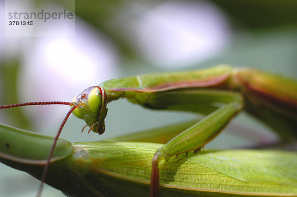 Ein Gottesanbeterin Männchen sitzt auf einem Gottesanbeterin Weibchen (mantis religiosa)