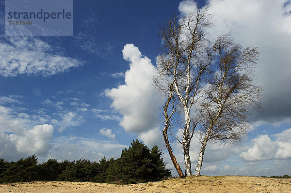 Birke und Wolken  Nationalpark De Hoge Veluwe  Holland