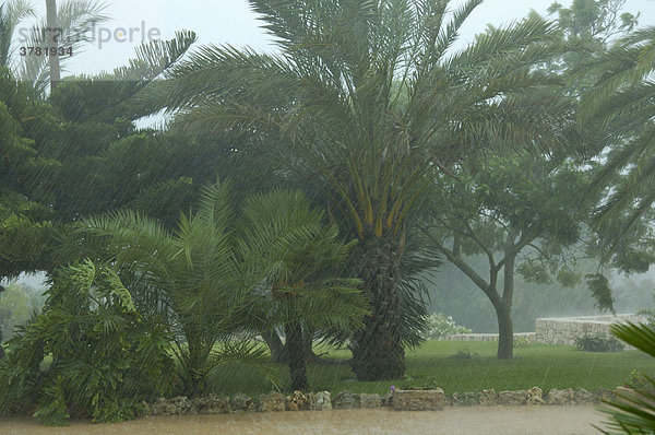 Palmen im Regen