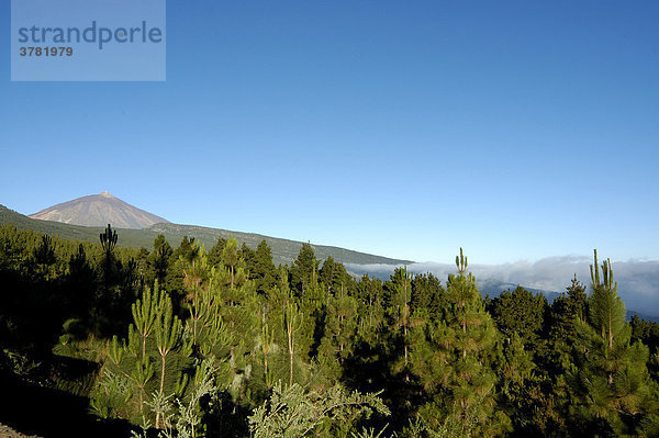 Teide Nationalpark  Teneriffa  Kanarische Inseln  Spanien