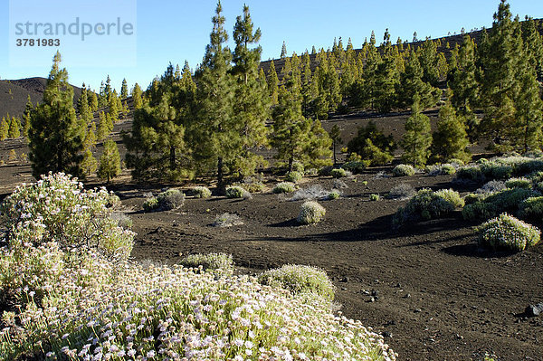 Teide Nationalpark  Teneriffa  Kanarische Inseln  Spanien