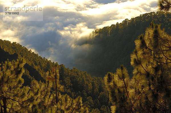 Teide Nationalpark  Blick auf Wolkenmeer  Teneriffa  Kanarische Inseln  Spanien