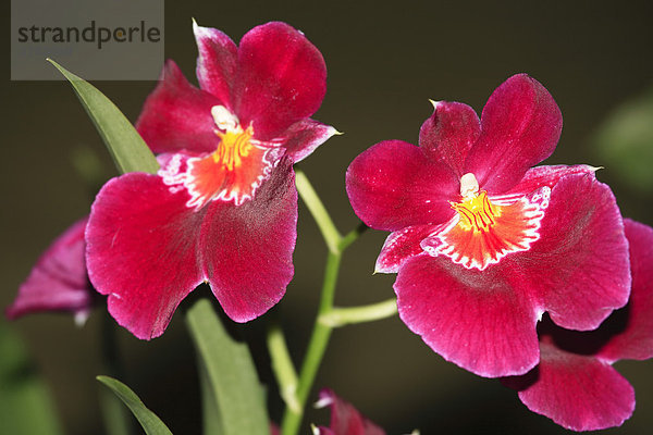 Blüten der Miltonia Hybride Orchideen