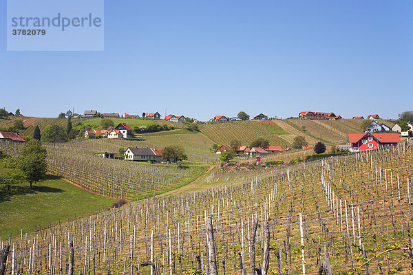 Vine scenery in south styria  Styria  Austria