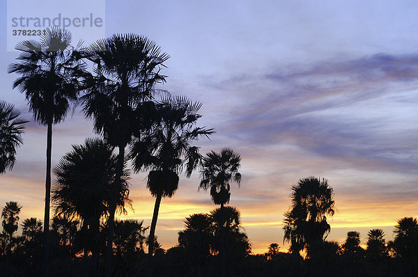 Palmsavanne bei Sonnenuntergang  Gran Chaco  Paraguay