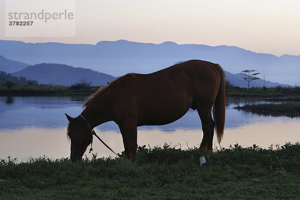 Pferd grast am Seeufer im Morgengrauen  Paraty  Brasilien