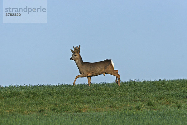 Reh Capreolus capreolus Rehbock im Bast