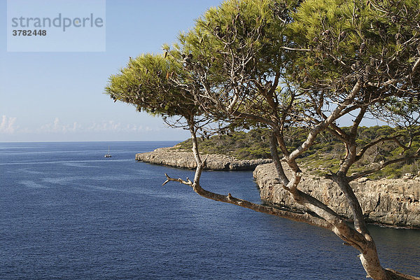 Pinienbaum an der Küste Mallorca  Spanien