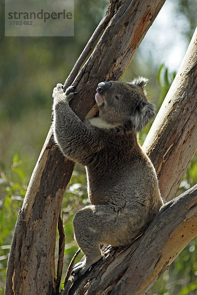 Koala auf Philipp Island  Bundesstaat Victoria  Australien