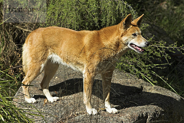 Dingo im Healesville Sanctuary bei Melbourne  Bundesstaat Victoria  Australien