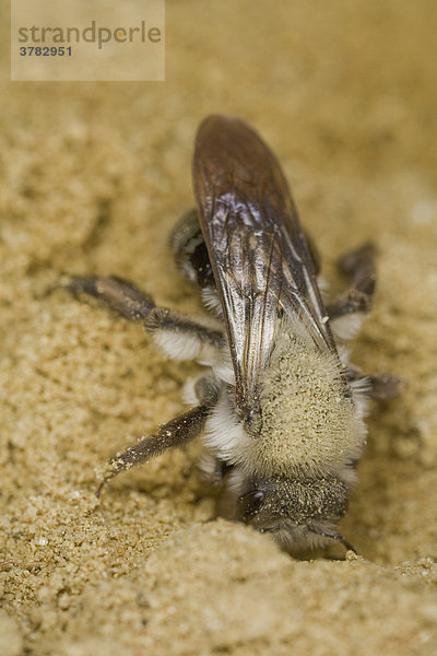 Weidensandbiene (Andrena vaga) beim Graben