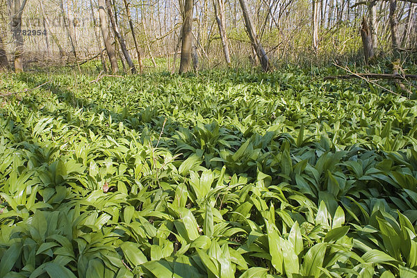Bärlauch im Wald (Allium ursinum)