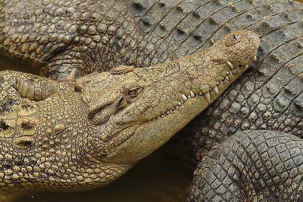 Junges Leistenkrokodil  (Crocodylus Porosus) Australien