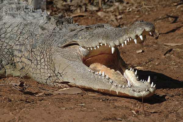 Leistenkrokodil (Crocodylus porosus)  Australien