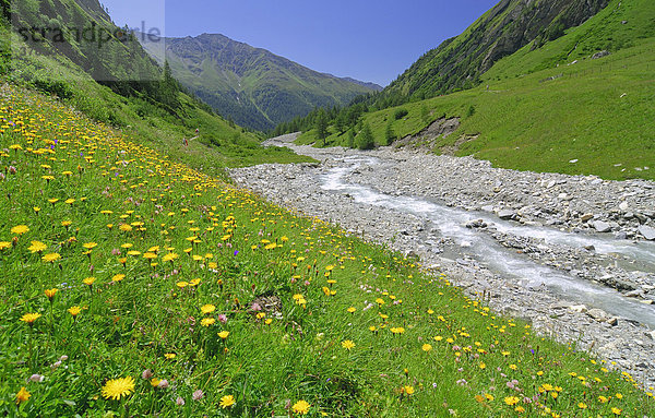 Blumenwiese neben dem Ködnitzbach  Nationalpark Hohe Tauern  Tirol  Österreich