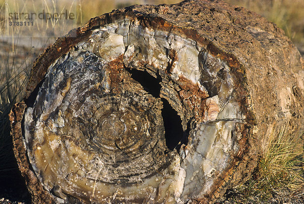 Petrified tree trunks  Petrified Forest National Park  Arizona  United States of America