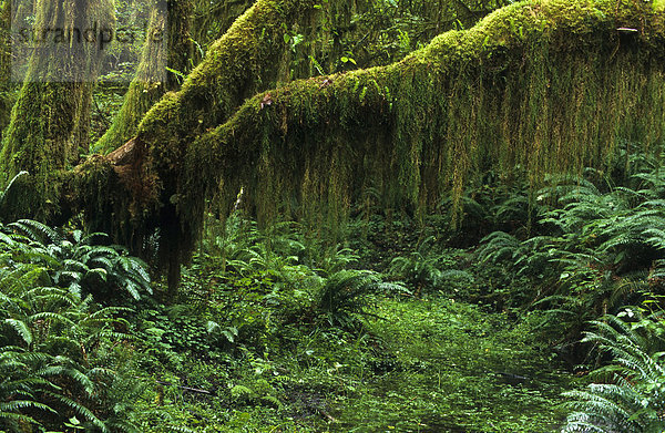 Regenwald im Olympic Nationalpark  Washington  Vereinigte Staaten von Amerika  USA