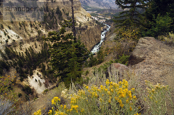 Yellowstone Nationalpark  Wyoming  USA  Vereinigte Staaten von Amerika