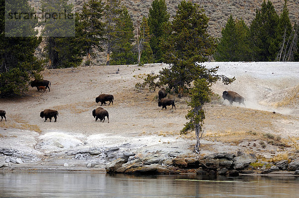 Büffelherde  Yellowstone Nationalpark  Wyoming  USA  Vereinigte Staaten von Amerika
