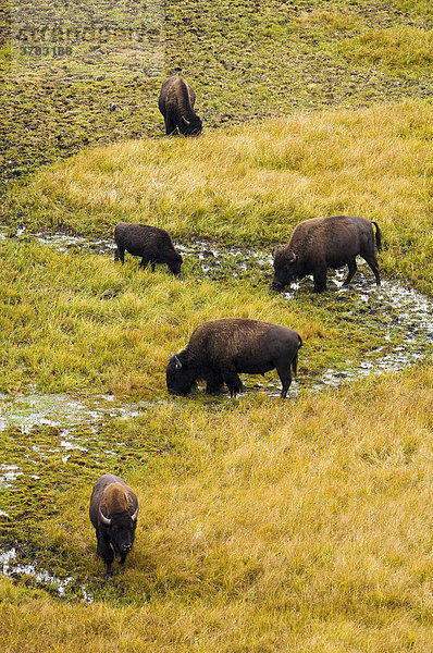 Büffelherde  Yellowstone Nationalpark  Wyoming  USA  Vereinigte Staaten von Amerika