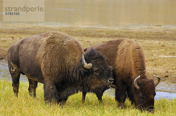 Büffel  Yellowstone Nationalpark  Wyoming  USA  Vereinigte Staaten von Amerika
