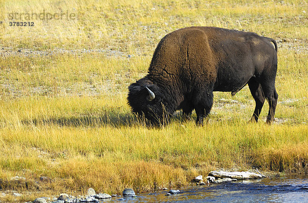 Büffel (Bison bison)  Yellowstone Nationalpark  Wyoming  USA