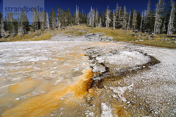 Bakterienrasen thermophile Bakterien im Abflußgebiet eines Geysirs  Yellowstone Nationalpark  Wyoming  USA