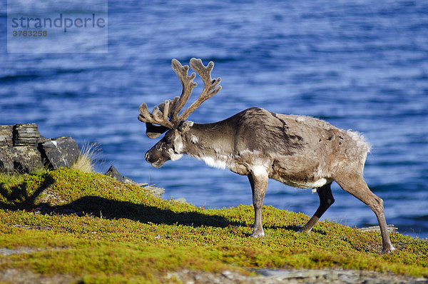 Rentier an der Küste  Nordkap  Nordnorwegen  Norwegen