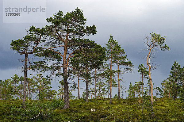 Föhre  Nadelbaum  Oppland  Norwegen
