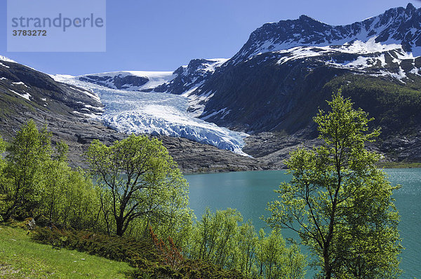 Blick zum Svartisen Gletscher  Nordland  Norwegen