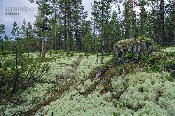 Rentierflechte (Cladonia rangiferina)  Jotunheimen Nationalpark  Norwegen  Skandinavien