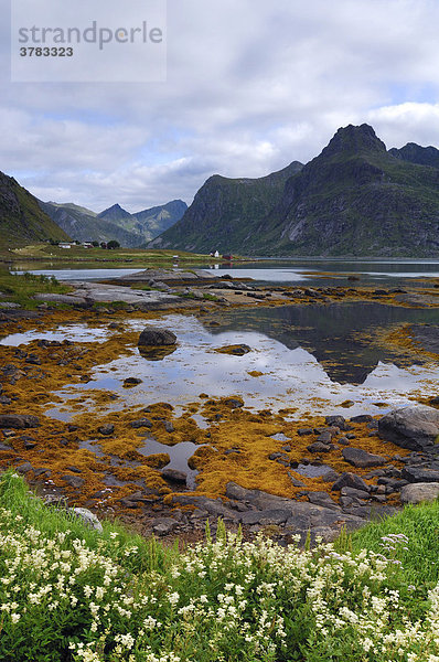 Landschaft bei Austvagoy  Lofoten  Norwegen  Skandinavien