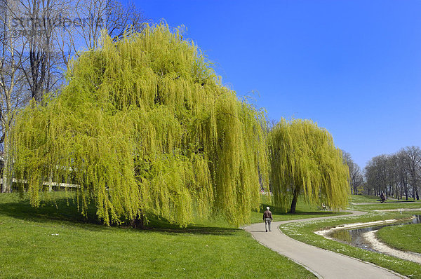 Blühende Trauerweiden im Schlossgarten  Stuttgart  Baden-Württemberg  Deutschland